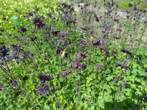 Bild von /bilder/bluehapp/thumb/aquvbb_Aquilegia_vulgaris___Black_Barlow___P-0945513001_T-b_Y-22_K-20_73466_aktiv_.jpg