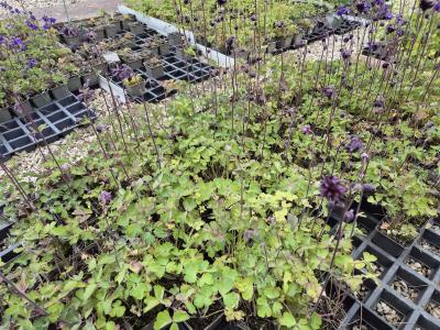 Bild von /bilder/bluehapp/thumb/aquvbb_Aquilegia_vulgaris___Black_Barlow___P-0945513001_T-b_Y-25_K-20_56996.jpg