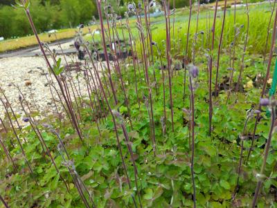 Bild von /bilder/bluehapp/thumb/aquvbb_Aquilegia_vulgaris___Black_Barlow___P-0945513001_T-k_Y-23_K-19_38509_aktiv_.jpg