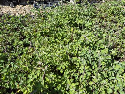 Bild von /bilder/bluehapp/thumb/aquvbb_Aquilegia_vulgaris___Black_Barlow___P-0945513001_T-k_Y-25_K-18_91298.jpg