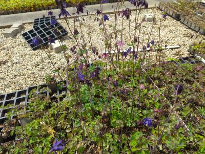 Bild von /bilder/bluehapp/thumb/aquvgg_Aquilegia_vulgaris___Grandm__Garden___P-0945510001_T-b_Y-24_K-18_69988_aktiv_.jpg
