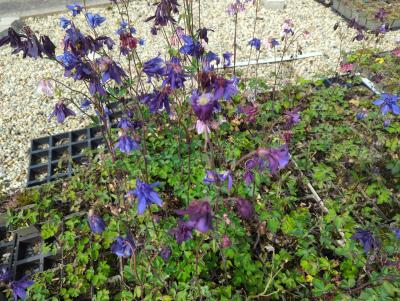 Bild von /bilder/bluehapp/thumb/aquvgg_Aquilegia_vulgaris___Grandm__Garden___P-0945510001_T-b_Y-24_K-19_12556_aktiv_.jpg