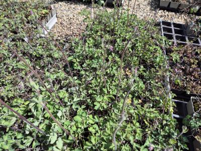 Bild von /bilder/bluehapp/thumb/aquvrp_Aquilegia_vulgaris___Ruby_Port___P-0945561001_T-k_Y-26_K-19_50259.jpg