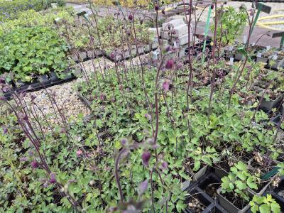 Bild von /bilder/bluehapp/thumb/aquvrp_Aquilegia_vulgaris___Ruby_Port___P-0945561001_T-k_Y-26_K-20_32510.jpg