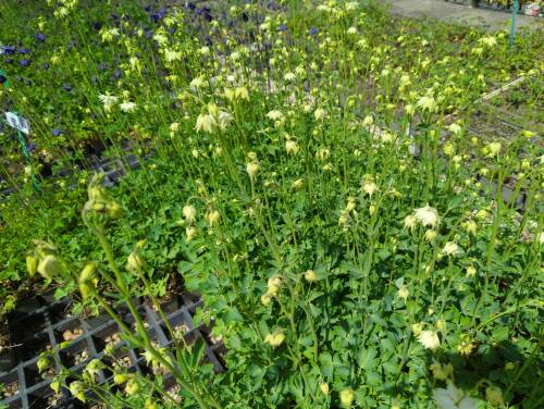Bild von /bilder/bluehapp/thumb/aquvwb_Aquilegia_vulgaris___White_Barlow___P-0945550001_T-b_Y-22_K-20_62173_aktiv_.jpg