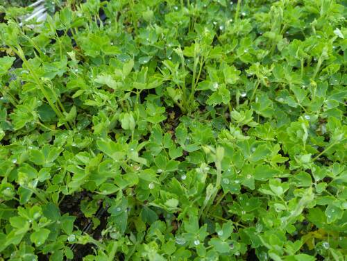 Bild von /bilder/bluehapp/thumb/aquvwb_Aquilegia_vulgaris___White_Barlow___P-0945550001_T-k_Y-22_K-18_67116_aktiv_.jpg