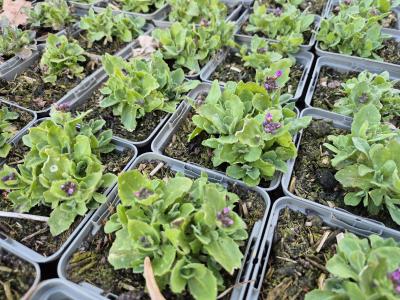 Bild von /bilder/bluehapp/thumb/araaru_Arabis_x_arendsii___Rubin___P-0961530001_T-k_Y-26_K-13_64630.jpg