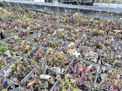 Bild von /bilder/bluehapp/thumb/arapgl_Arabis_procurrens___Glacier___P-0964515001_T-k_Y-26_K-13_85080.jpg