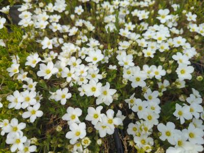 Bild von /bilder/bluehapp/thumb/arem_Arenaria_montana_P-1001000001_T-b_Y-24_K-19_22513_aktiv_.jpg