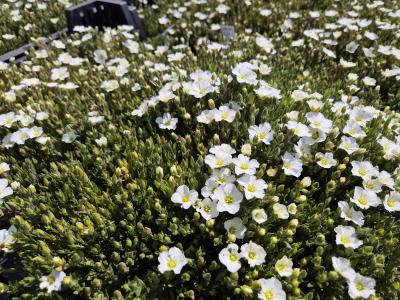 Bild von /bilder/bluehapp/thumb/arem_Arenaria_montana_P-1001000001_T-b_Y-26_K-19_67543.jpg