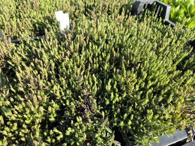 Bild von /bilder/bluehapp/thumb/arem_Arenaria_montana_P-1001000001_T-k_Y-26_K-16_67728.jpg