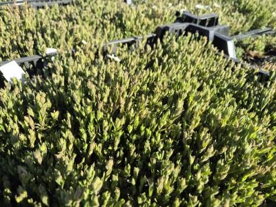 Bild von /bilder/bluehapp/thumb/arem_Arenaria_montana_P-1001000001_T-k_Y-26_K-18_47917.jpg
