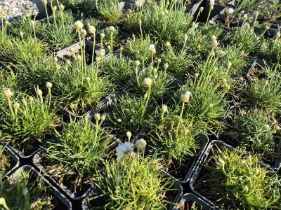 Bild von /bilder/bluehapp/thumb/armmal_Armeria_maritima___Alba___P-1041510001_T-k_Y-26_K-18_67027.jpg