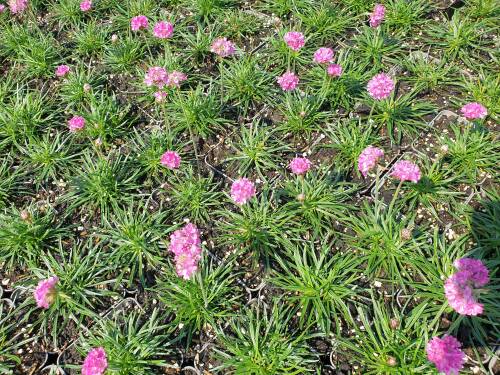 Bild von armmds_Armeria_maritima___Düsseld__Stolz___P-1041515001_T-b_Y-21_K-29_50793_aktiv_.jpg