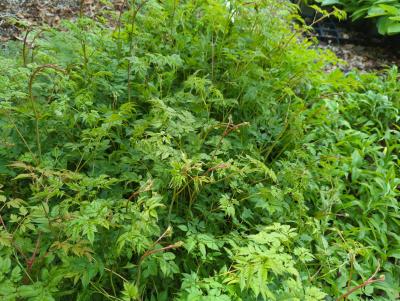 Bild von /bilder/bluehapp/thumb/aruaho_Aruncus_aethusifolius___Horatio___P-1121040001_T-k_Y-24_K-20_35279_aktiv_.jpg