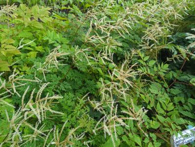 Bild von /bilder/bluehapp/thumb/aruaml_Aruncus_aethusifolius___Misty_Lace___P-1121050001_T-b_Y-24_K-25_22181_aktiv_.jpg