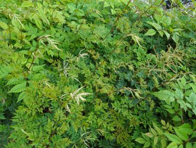 Bild von /bilder/bluehapp/thumb/aruaml_Aruncus_aethusifolius___Misty_Lace___P-1121050001_T-k_Y-24_K-23_11946_aktiv_.jpg