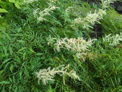 Bild von /bilder/bluehapp/thumb/arudkn_Aruncus_dioicus___Kneiffii___P-1121510001_T-b_Y-24_K-25_32553_aktiv_.jpg