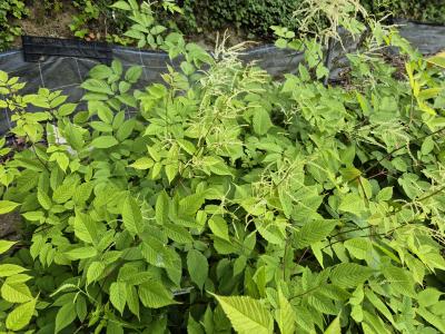 Bild von /bilder/bluehapp/thumb/aruszw_Aruncus_x_sinensis___Zweiweltenkind___P-1122010001_T-b_Y-25_K-25_67047.jpg