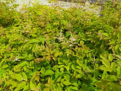 Bild von /bilder/bluehapp/thumb/aruszw_Aruncus_x_sinensis___Zweiweltenkind___P-1122010001_T-k_Y-24_K-23_15012_aktiv_.jpg