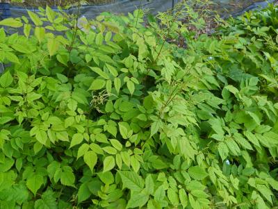 Bild von /bilder/bluehapp/thumb/aruszw_Aruncus_x_sinensis___Zweiweltenkind___P-1122010001_T-k_Y-24_K-23_88925_aktiv_.jpg