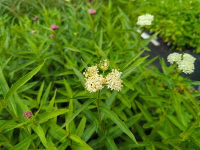 Bild von /bilder/bluehapp/thumb/ascial_Asclepias_incarnata___Alba___P-1161010001_T-b_Y-22_K-28_86580_aktiv_.jpg