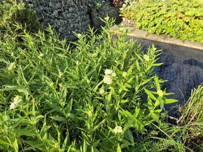Bild von /bilder/bluehapp/thumb/ascial_Asclepias_incarnata___Alba___P-1161010001_T-b_Y-25_K-27_10724.jpg