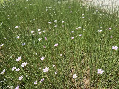 Bild von /bilder/bluehapp/thumb/aspc_Asperula_cynanchia_P-1200500001_T-b_Y-25_K-25_61557.jpg