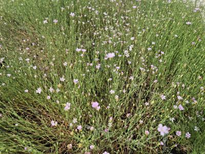 Bild von /bilder/bluehapp/thumb/aspc_Asperula_cynanchia_P-1200500001_T-b_Y-25_K-26_67812.jpg