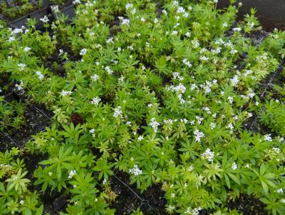 Bild von /bilder/bluehapp/thumb/aspo_Asperula__Galium__odorata_P-1202000001_T-b_Y-23_K-17_89901_aktiv_.jpg