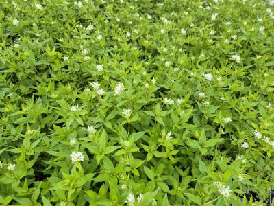 Bild von /bilder/bluehapp/thumb/aspta_Asperula_taurina_P-1202200001_T-b_Y-25_K-17_88027.jpg