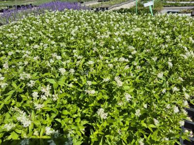 Bild von /bilder/bluehapp/thumb/aspta_Asperula_taurina_P-1202200001_T-b_Y-25_K-18_42839.jpg