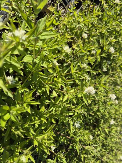 Bild von /bilder/bluehapp/thumb/aspta_Galium_taurina_P-1202200001_T-b_Y-26_K-18_72184.jpg