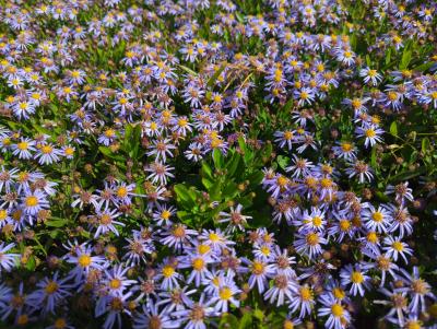 Bild von /bilder/bluehapp/thumb/astaana_Aster_ageratoides___Adustus_Nanus___P-1240570001_T-b_Y-24_K-39_15192_aktiv_.jpg