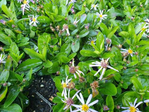 Bild von /bilder/bluehapp/thumb/astaana_Aster_ageratoides_var_ad___Nanus___P-1240570001_T-k_Y-21_K-36_84006_aktiv_.jpg