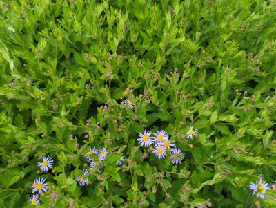 Bild von /bilder/bluehapp/thumb/astaas_Aster_ageratoides___Asran_______P-1240530001_T-k_Y-22_K-37_80054_aktiv_.jpg