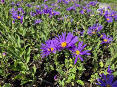 Bild von Aster amellus Blue King