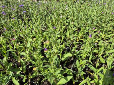 Bild von /bilder/bluehapp/thumb/astadop_Aster_amellus___Dr__Otto_Petschek___o_P-1242030001_T-k_Y-25_K-36_22190.jpg