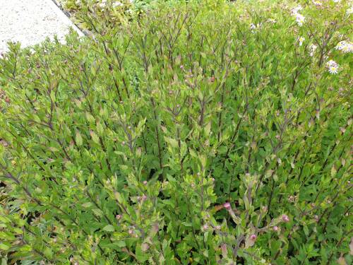 Bild von astaem_Aster_ageratoides___Ezo_Murasaki___P-1240540001_T-k_Y-21_K-37_38808_aktiv_.jpg