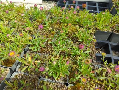Bild von /bilder/bluehapp/thumb/astahe_Aster_alpinus___Happy_End____P-1241525001_T-k_Y-24_K-18_43957_aktiv_.jpg