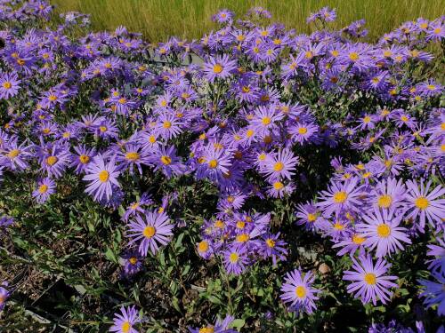 Bild von Aster amellus Moerhem Blue