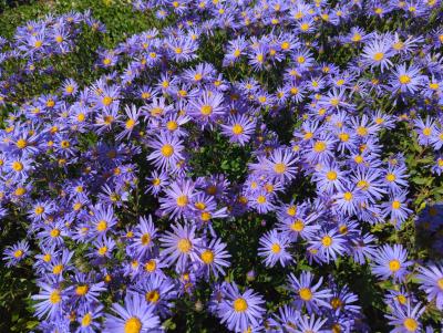 Bild von /bilder/bluehapp/thumb/astamb_Aster_amellus___Moerhem_Blue___P-1242055501_T-b_Y-23_K-36_99605_aktiv_.jpg