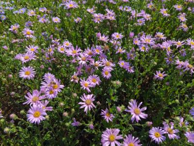 Bild von /bilder/bluehapp/thumb/astare_Aster_amellus___Rosa_Erfüllung____P-1242065001_T-b_Y-22_K-31_93264_aktiv_.jpg