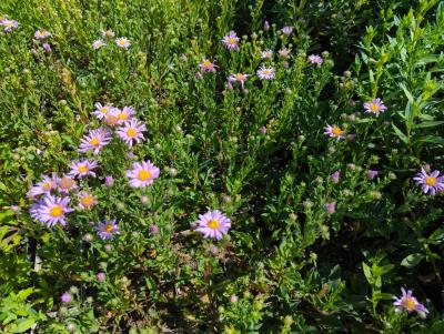 Bild von /bilder/bluehapp/thumb/astare_Aster_amellus___Rosa_Erfüllung____P-1242065001_T-b_Y-23_K-31_17892_aktiv_.jpg