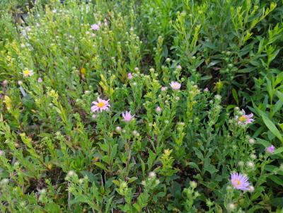 Bild von /bilder/bluehapp/thumb/astare_Aster_amellus___Rosa_Erfüllung____P-1242065001_T-k_Y-23_K-30_57189_aktiv_.jpg