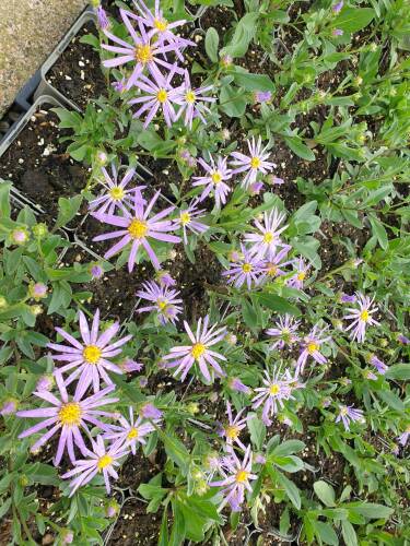 Bild von /bilder/bluehapp/thumb/astast_Aster_amellus___Sternkugel___P-1242085001_T-k_Y-21_K-37_97762_aktiv_.jpg