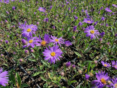 Bild von /bilder/bluehapp/thumb/astave_Aster_amellus___Veilchenkönigin___P-1242095001_T-k_Y-21_K-36_79902_aktiv_.jpg