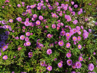 Bild von /bilder/bluehapp/thumb/astcid_Aster_cordifolius___Ideal___o_P-1243010001_T-b_Y-23_K-39_12054_aktiv_.jpg