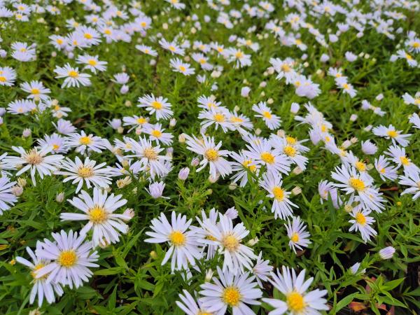 Aster x-dumosus 'Apollo'***