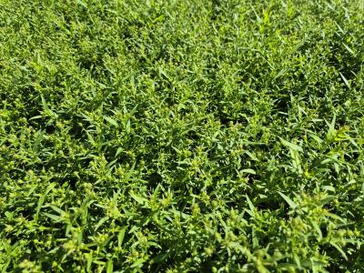 Bild von /bilder/bluehapp/thumb/astdap_Aster_x_dumosus___Apollo______P-1244011301_T-k_Y-25_K-36_15700.jpg